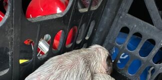 Cuccioli di cane gettati nel cassonetto del vetro a Ozzano dell’Emilia, il salvataggio della Polizia Locale metropolitana