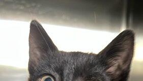 Chiusura temporanea gattile via Melvin Jones per parvovirus