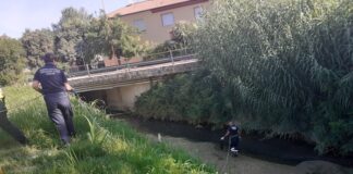 Troppo caldo, muoiono i pesci nel torrente Cesuola (FOTO)