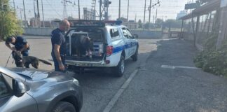 Polizia Locale, controlli con i cani Viktor e Devil del Comando dell’Unione Appennino Reggiano