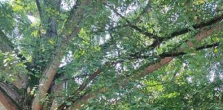 Anche ad agosto tante letture estive per i più piccoli sotto “L’albero delle storie”