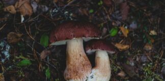 Settembre: un Mese Ricco di Funghi