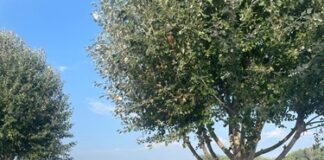 Grande weekend di Motonautica internazionale a San Nazzaro