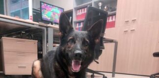Il cane Ares colpisce ancora: tra via Erbosa e via Indipendenza trovati circa 650 grammi di hashish