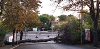Riccione, caduto un grosso pino in viale Panoramica: nessun ferito