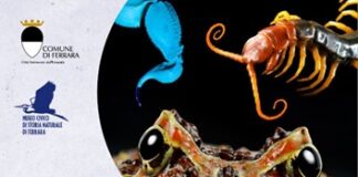 “Predatori del Microcosmo” in mostra al Museo di Storia Naturale di Ferrara