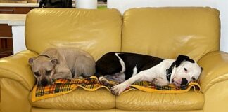 Toretto, il giovane pitbull salvato dai maltrattamenti grazie all’intervento della Polizia Locale