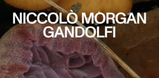 COMPOSITIONS di Niccolò Morgan Gandolfi dal 6 al 28 febbraio al WP Store di Bologna