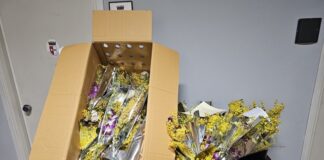 Mimose vendute senza regolare licenza, la Polizia Locale sequestra 126 mazzi di fiori