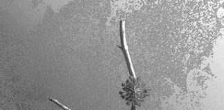 La Maccaia, il nuovo album di Gaia Banfi