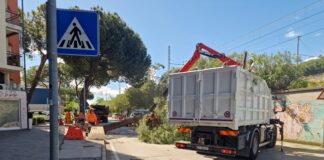 Caduta di un pino in viale Catullo: strada temporaneamente chiusa al traffico