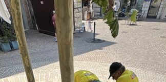 Manutenzione straordinaria di piazza Cortevecchia con reti sulle aiuole alberate