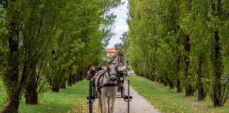 Il film “Zvanì – Il romanzo famigliare di Giovanni Pascoli” a Venezia