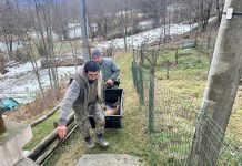 Provincia di Modena: Polizia provinciale, salvataggio di un capriolo ferito