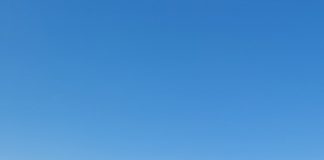 Festival dell’albero 2026 – Radici per il futuro