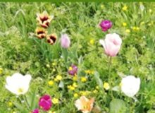 “Natura: bellezza, armonia e pace”: in sala Agnelli il reading poetico della Società Dante Alighieri