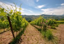 Montesasso nel bicchiere, domenica 22 marzo visita e degustazione a Mercato Saraceno (FOTO)