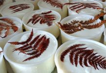 La storia plurisecolare del raviggiolo, eccellenza del territorio (FOTO)