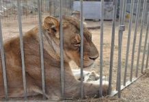 Il film “L’ultimo spettacolo” di Andrea Morabito il 31 marzo a Rimini