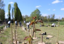 Piantare alberi è una strategia per il benessere urbano