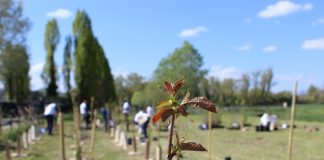 Piantare alberi è una strategia per il benessere urbano