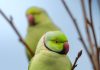 Ferrara: la Citizen Science segnala l’aumento di specie invasive