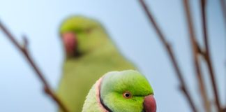 Ferrara: la Citizen Science segnala l’aumento di specie invasive