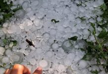 Grandine, danni gravissimi tra Copparo e Riva del Po