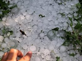 Grandine, danni gravissimi tra Copparo e Riva del Po