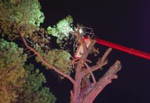 Cedimento strutturale di un pino secolare in viale Catullo