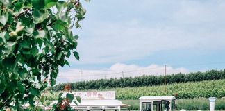 A settembre torna il Trat-Tour in vendemmia a Oriolo dei Fichi
