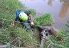 I volontari di Protezione civile rimuovono un ciclomotore dalla sponda del fiume Marecchia