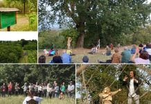 Alberi in Cammino ti porta tra la grande Quercia e il Ginkgo sopravvissuto a Hiroshima