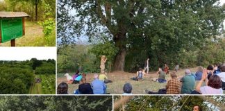 Alberi in Cammino ti porta tra la grande Quercia e il Ginkgo sopravvissuto a Hiroshima