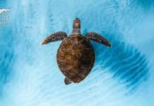 OCEAN Film Festival World Tour Italia: il 19 Ottobre arriva a Bologna